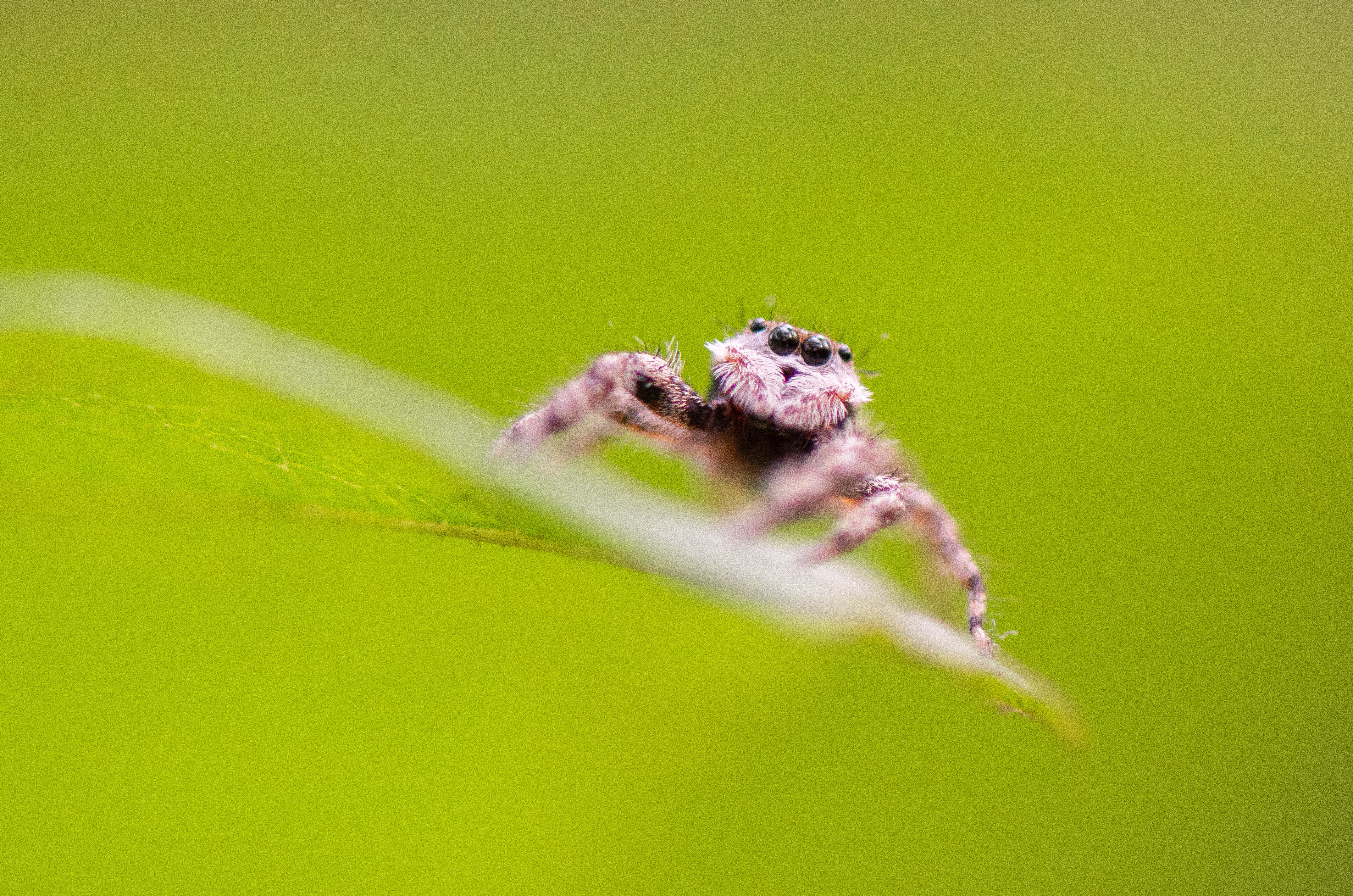 Jumping spider close up